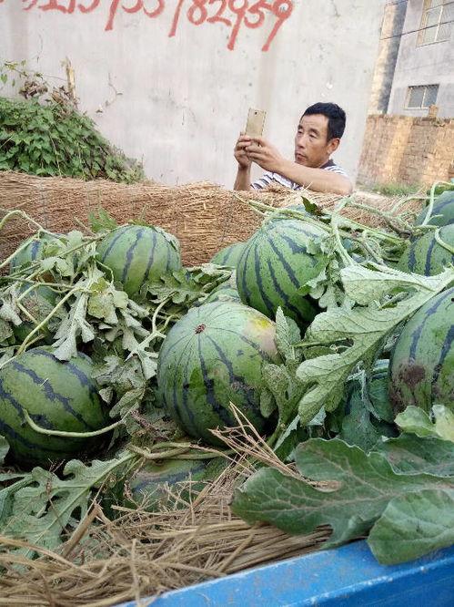 砀山瓜今日价格,价格行情一览