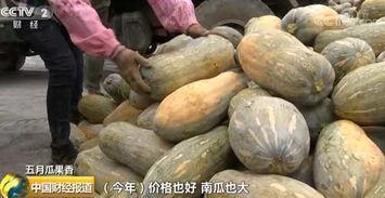 广西今日瓜价格,新鲜瓜价走俏，消费者抢购热潮”