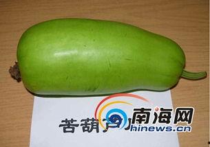 今日海南蒲瓜价格,新鲜上市，价格走俏”