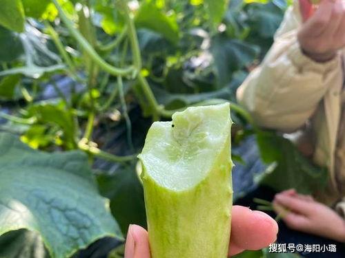 海阳网瓜今日价,新鲜上市，价格实惠，抢购从速！”