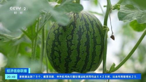 大瓜价格今日价,市场行情一览