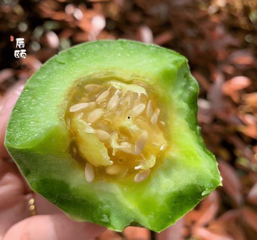 今日博洋瓜价格,今日行情一览