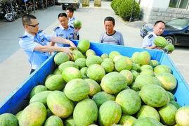 郑州小白瓜今日价格,实惠之选，市民抢购热潮