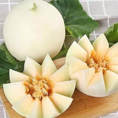 郑州小白瓜今日价格,实惠之选，市民抢购热潮