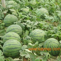 白皮瓜价格今日行情,价格波动解析