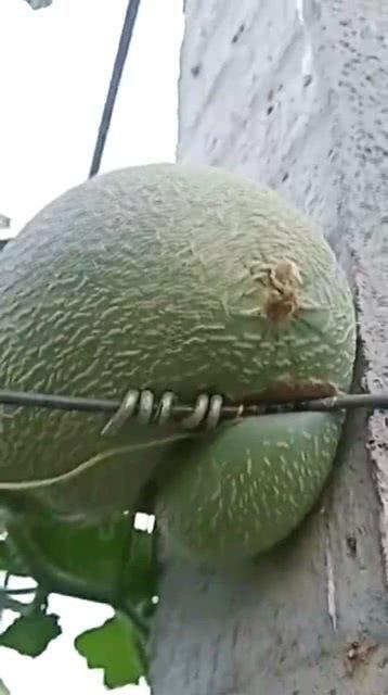 哈密瓜今日市场价,价格波动解析