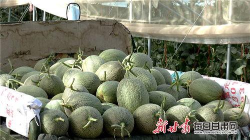 瓜州蜜瓜行情今日,价格行情一览