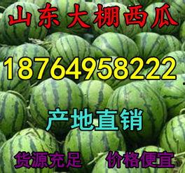 今日小瓜价格,市场行情一览”