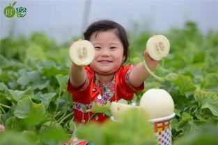 明日瓜熟今日能蒂落吗,明日之果今日可摘
