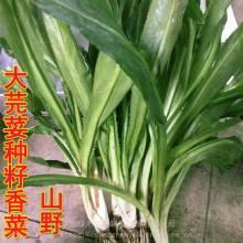 蒲瓜今日行情,今日市场动态一览