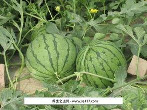 瓜州西瓜今日价格,价格行情一览
