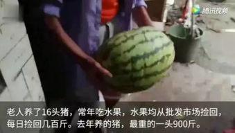 最新吃瓜今日吃瓜视频,揭秘最新热门视频背后的惊人真相