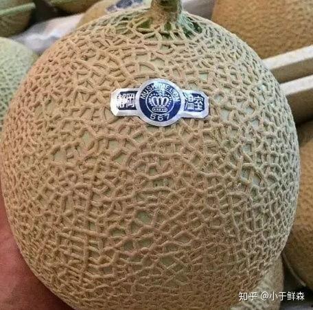 海阳网纹瓜今日行情,价格波动与市场动态一览