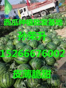 今日收瓜价格,今日收瓜价格一览，揭秘市场动态”