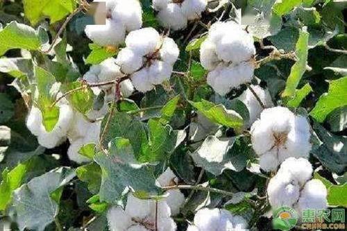 瓜州棉花今日价格,行情波动解析