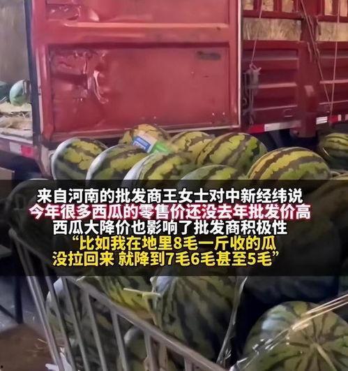 唐山毛瓜价格今日,供需变化下的市场动态解析”