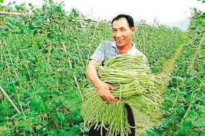 崖城今日瓜菜价格,新鲜实惠，市民抢购热潮