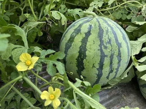 今日吃瓜每日吃瓜网站,揭秘娱乐圈最新热点事件
