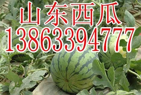 今日次瓜价格,市场行情一览”