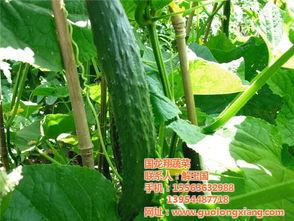 小瓜今日价格团瓜,团瓜优惠，畅享夏日美味新体验”