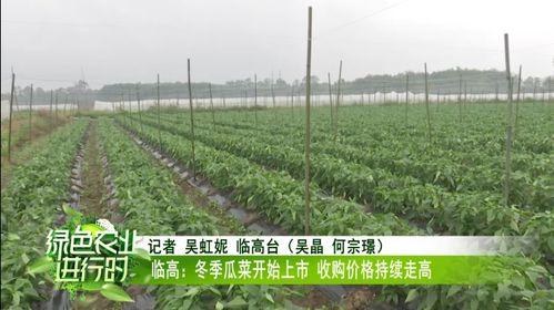 今日瓜菜价,市民菜篮子受影响