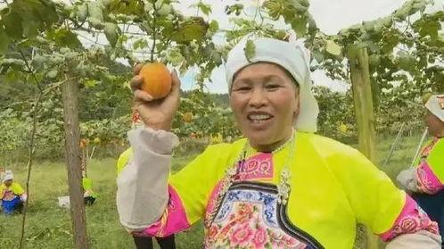 吊瓜今日价格,吊瓜市场动态一览