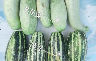 今日吃瓜网红,揭秘吃瓜界的风云人物