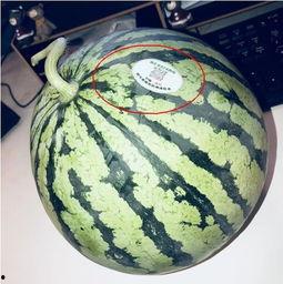 今日吃瓜网红,揭秘吃瓜界的风云人物