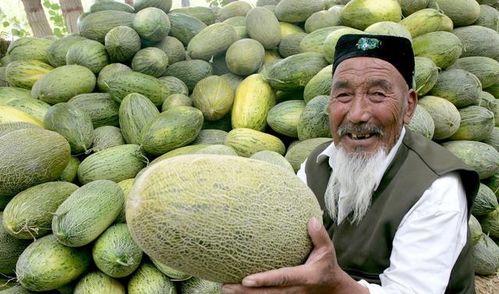 哈密瓜今日价格,新鲜美味尽享实惠