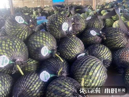 今日海南二瓜价格,市场行情实时解析