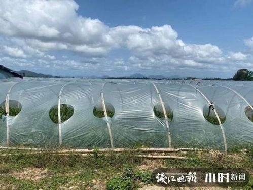 今日海南二瓜价格,市场行情实时解析