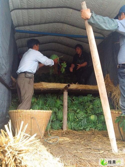 东台瓜产地今日价格,新鲜瓜果抢“鲜”上市