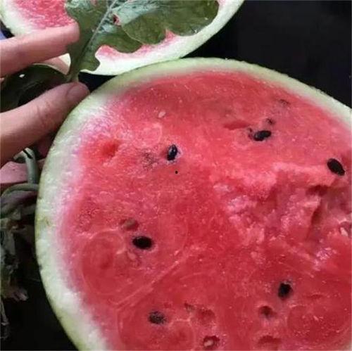 广东麒麟瓜今日行情,价格波动，市场供需分析”