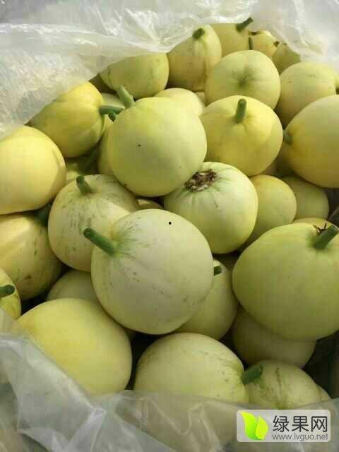 昌乐瓜价格今日,丰收季喜讯连连
