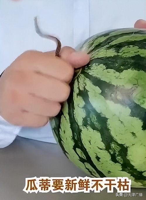 今日挑瓜,探寻瓜果新鲜滋味，共享田园生活乐趣