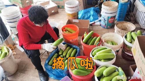 今日干瓜价格,今日干瓜价格波动解析